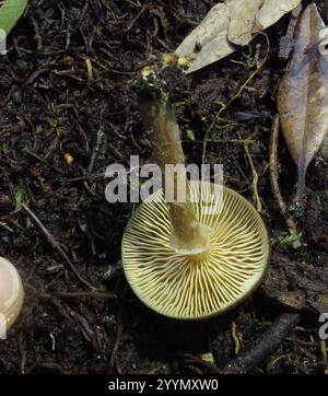 Austral-Honigpilz (Armillaria novae-zelandiae) Stockfoto