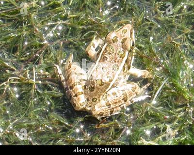 Leopardenfrosch (Lithobates blairi) Stockfoto