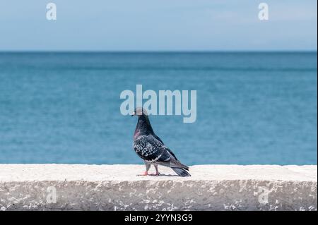 Taube steht auf einer kleinen Wand, Blick vom Profil, vor einem blauen flachen Meer Stockfoto