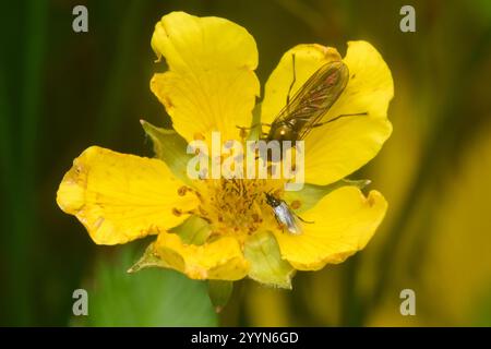 Variable Duskyface Fly (Melanostoma mellinum) Stockfoto