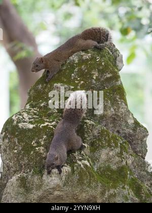 Taiwan Eichhörnchen (Callosciurus erythraeus thaiwanensis) Stockfoto