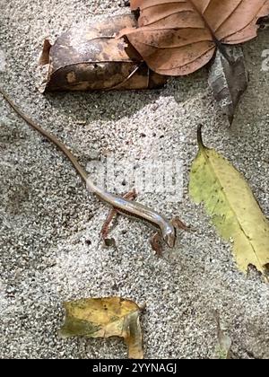 Gefleckte Wald Skink (Sphenomorphus maculatus) Stockfoto