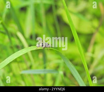 Edle Wasp-Sägefliege (Tenthredo vespa) Stockfoto