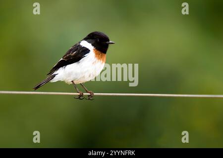 Steinechat (Saxicola torquatus, männlich) aus Aberdare Forest, Kenia. Stockfoto