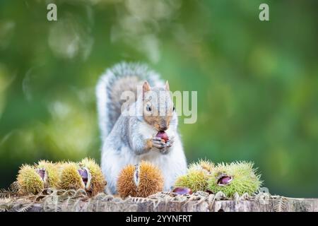 Graues Eichhörnchen isst im Herbst süße Kastanienfrüchte auf einem Baumstamm, Großbritannien. Stockfoto