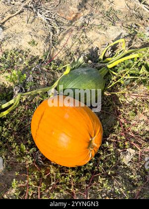 Orangefarbene und grüne Kürbisse auf dem Feld, bereit für die Ernte. Stockfoto