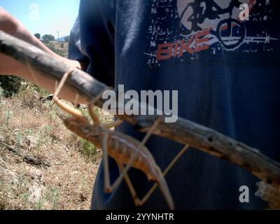 Griechische Raubtier-Bush-Cricket (Saga hellenica) Stockfoto