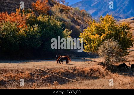 Herbstlandschaft im Aksy District, Kirgisistan: Pferde, die auf einem Feld grasen, bunte Bäume, Berge vor klarem Himmel. Stockfoto