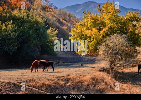 Herbstlandschaft im Aksy District, Kirgisistan: Pferde, die auf einem Feld grasen, bunte Bäume, Berge vor klarem Himmel. Stockfoto