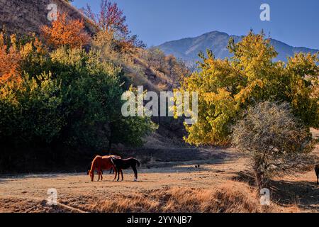 Herbstlandschaft im Aksy District, Kirgisistan: Pferde, die auf einem Feld grasen, bunte Bäume, Berge vor klarem Himmel. Stockfoto
