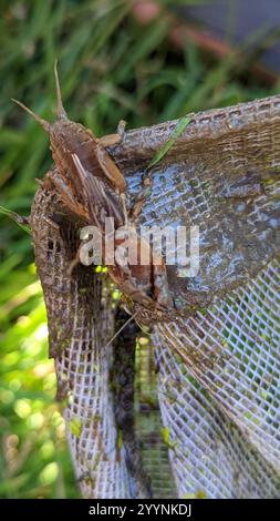 Maulwurf-Kricket (Neocurtilla hexadactyla) Stockfoto