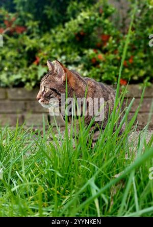 Tabby Katze Gras Stockfoto