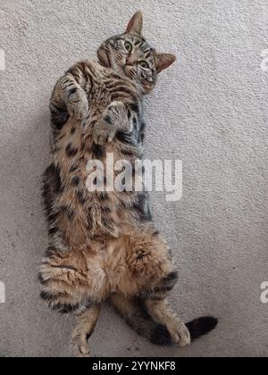 Tabby-Katze liegt auf dem Rücken Stockfoto