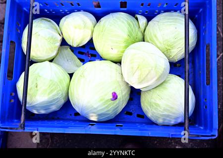 Cambridge, England, 22. Dezember 2024, Blaues Tablett mit Weißkohl auf dem lokalen Markt, Stockfoto