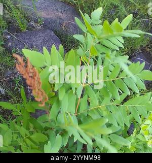 American Royal Fern (Osmunda spectabilis) Stockfoto