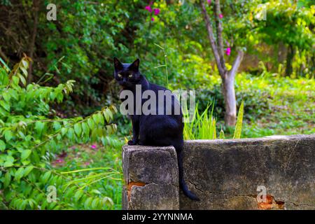 Nahaufnahme eines Porträts einer schwarzen Katze mit auffälligen gelben Augen, mit filigranen Felldetails und einem lebendigen Blick Stockfoto