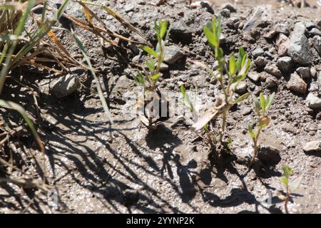 Weißschultrige Hummel (Bombus appositus) Stockfoto