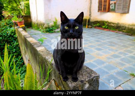 Schwarze Katze mit grünen Augen auf einem Steinvorsprung in einem rustikalen Hinterhof, mit rotem Kragen, umgeben von Pflanzen und Fliesen Stockfoto