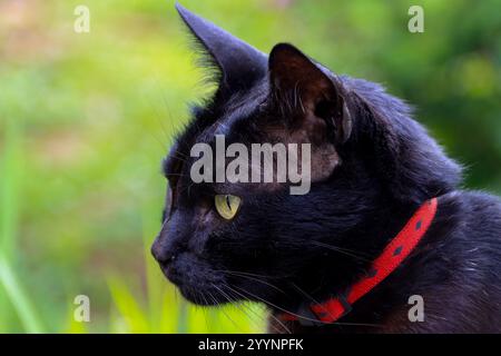 Nahaufnahme eines Porträts einer schwarzen Katze mit auffälligen gelben Augen, rotem Kragen, mit komplizierten Pelzdetails und einem lebhaften Blick Stockfoto