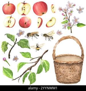 Ein Korb, rote Äpfel, Äste, grüne Blätter, Bienen und Blüten. Ein Bündel Apfelgarten Clipart. Handgezeichnete Aquarellbilder Stockfoto