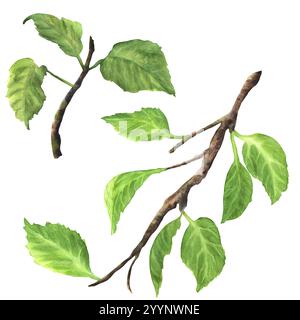 Zwei Apfelbaumzweige mit grünen Blättern. Obstgarten Clipart. Isolierte Bilder. Handgezeichnete Aquarellbilder. Stockfoto