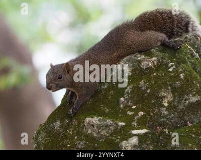 Taiwan Eichhörnchen (Callosciurus erythraeus thaiwanensis) Stockfoto