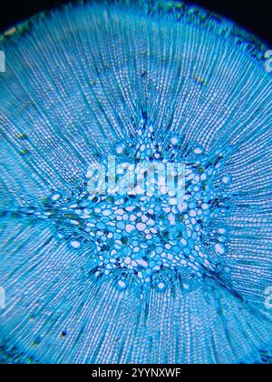 Das Mikroskopbild des Kiefernholzes Stockfoto