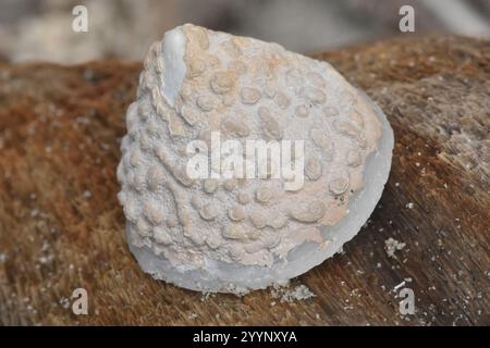 Whitecap Limpet (Acmaea mitra) Stockfoto