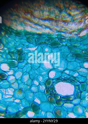 Das Mikroskopbild des Kiefernholzes Stockfoto