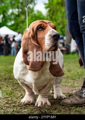 Basset. Ein wunderschöner Hund mit großen und langen Ohren. Robustes Erscheinungsbild und gute Disposition. Hunde sind Freunde des Menschen Stockfoto