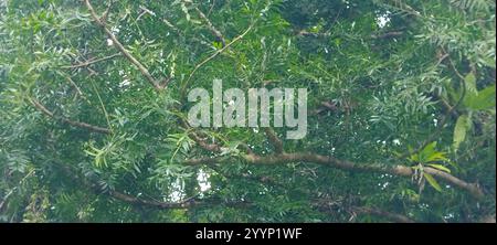 Koghis kauri (Agathis lanceolata) Stockfoto