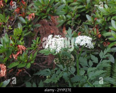 Java-Wassertropfkraut (Oenanthe javanica) Stockfoto