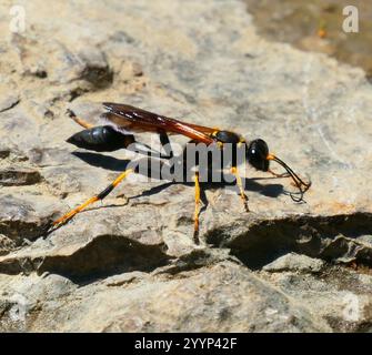 Gelbbeinige Schlamm-Dauber-Wasp (Sceliphron caementarium) Stockfoto
