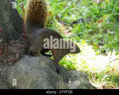 Taiwan Eichhörnchen (Callosciurus erythraeus thaiwanensis) Stockfoto