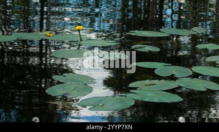Geringste Seerose (Nuphar pumila) Stockfoto
