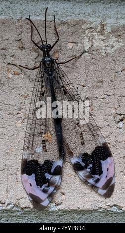 Angenehmer, bildgeflügelter Antlion (Glenurus gratus) Stockfoto