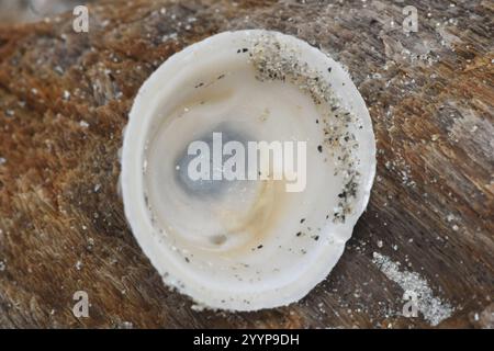 Whitecap Limpet (Acmaea mitra) Stockfoto