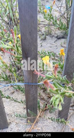 Strand-Nachtkerze (Oenothera drummondii) Stockfoto