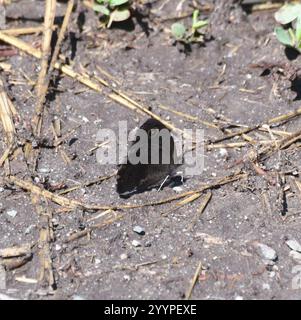 Kleine Holz-Nymphe (Cercyonis oetus) Stockfoto