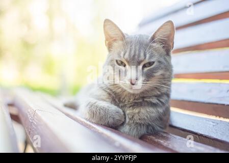 Streunende Katze, Katzennahmehilfe. Eine charmante graue Tabby-Katze, die auf einer Parkbank ruht. Brindle Langhaarige Katze. Stockfoto