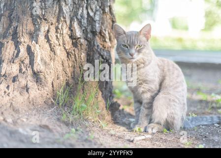 Eine obdachlose Katze sitzt im Sommer auf der Straße neben einem Baum. Charmante graue Tabbykatze im Park draußen. Stockfoto
