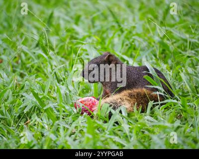 Taiwan Eichhörnchen (Callosciurus erythraeus thaiwanensis) Stockfoto