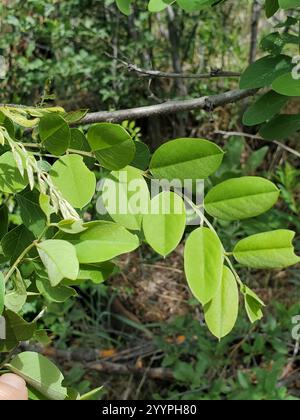 New Mexico Heuschrecke (Robinia neomexicana) Stockfoto