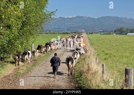 Milchherde (Holstein, Jersey & Cross), die auf eine neue Weide umsiedeln, frühmorgens Licht, Stockfoto