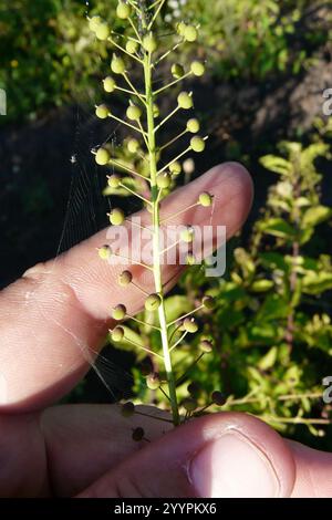 Kugelsenf (Neslia paniculata) Stockfoto