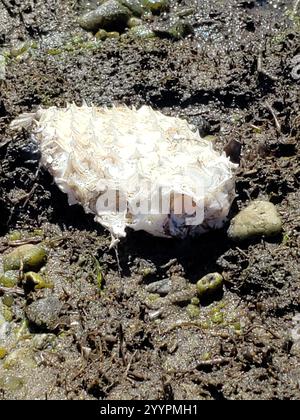 Gestreifter Burrfisch (Chilomycterus schoepfii) Stockfoto