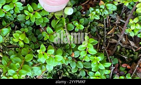 Kriechbeere (Gaultheria hispidula) Stockfoto