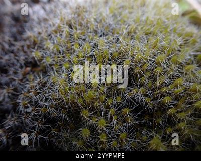 Heide-Sternmoos (Campylopus introflexus) Stockfoto