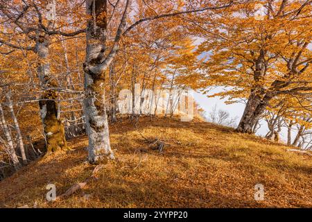 Buchen mit goldenen Blättern, die an einem sonnigen Herbsttag auf einem Hügel im Wald wachsen Stockfoto