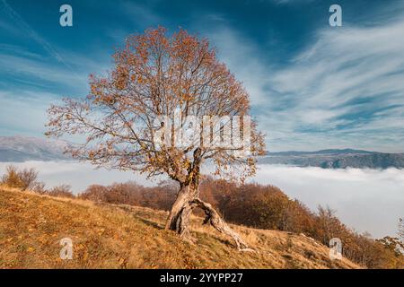 Malerische Herbstlandschaft mit einem einsamen Baum mit bunten Blättern auf einem Hügel, mit Blick auf ein Tal, das von einer dichten Nebeldecke gefüllt ist Stockfoto